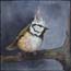 Painting Crested Tit by Dutch Artist Fenna Moehn Hummel Atelier for Hope
