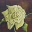 Significant Art Miniatures Painting on panel | Roses