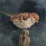 Painting Sparrow in oil by Dutch Artist Fenna Moehn Hummel