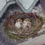 Musjes in nest onder dakpan schilderij in opdracht Fenna Moehn Atelier for Hope Doetinchem