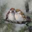 Miniature Painting Sparrows in pine tree Atelier for Hope Sparrow paintings