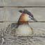 Atelier for Hope Nature paintings Grebe on wooden panel