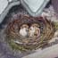 Schilderij Musjes in nest onder dakpannen Atelier for Hope Schilderijen in opdracht