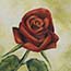 Galerie bloemen - schilderij rozen op paneel| Atelier for Hope - door Fenna Moehn Hummel